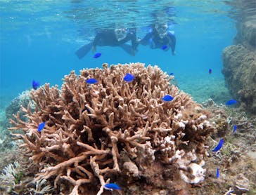 アマミエンシスに投稿された画像（2017/8/29）