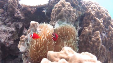 アマミエンシスに投稿された画像（2016/9/29）