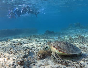 アマミエンシスに投稿された画像（2017/1/30）