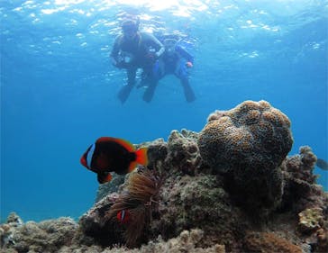 アマミエンシスに投稿された画像（2017/6/29）