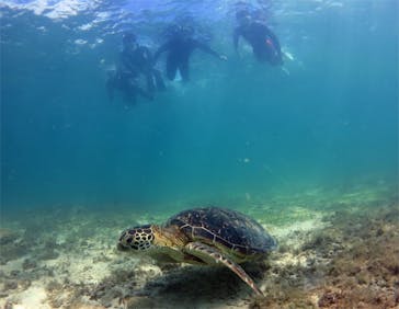 アマミエンシスに投稿された画像（2017/8/18）