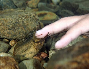 アマミエンシスに投稿された画像（2017/8/18）