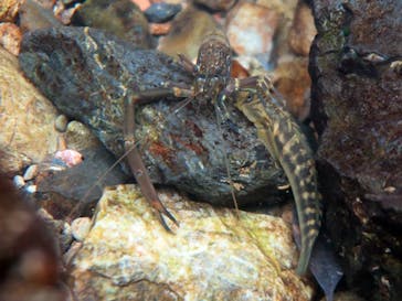 アマミエンシスに投稿された画像（2017/6/29）