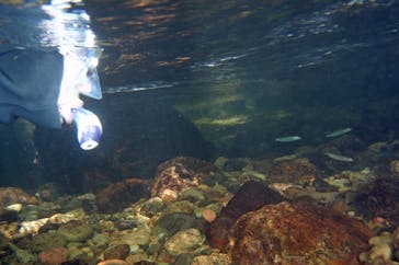 アマミエンシスに投稿された画像（2016/7/2）