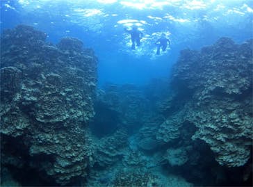 アマミエンシスに投稿された画像（2017/6/29）