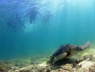 アマミエンシスに投稿された画像（2017/8/18）