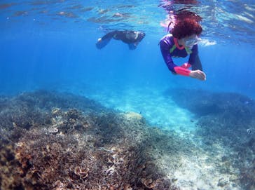 アマミエンシスに投稿された画像（2016/6/29）