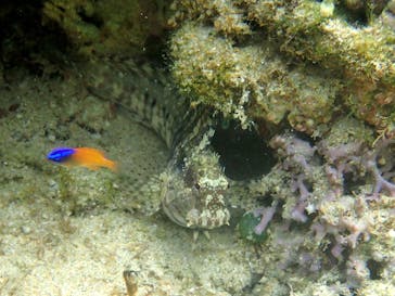 アマミエンシスに投稿された画像（2017/6/29）