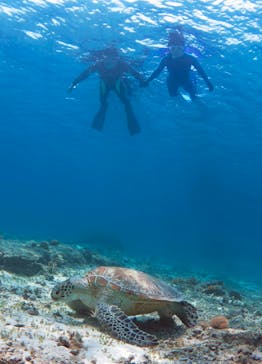 アマミエンシスに投稿された画像（2016/5/11）