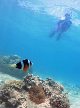 アマミエンシスに投稿された画像（2016/7/19）