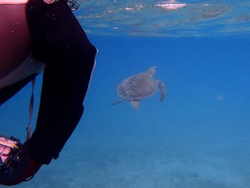 アマミエンシスに投稿された画像（2017/6/29）