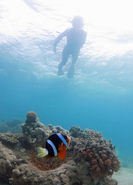 アマミエンシスに投稿された画像（2016/7/2）