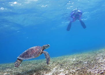アマミエンシスに投稿された画像（2016/7/19）