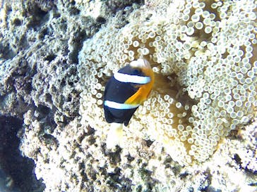 武藤潜水に投稿された画像（2017/8/13）