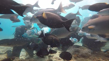 武藤潜水に投稿された画像（2017/9/21）