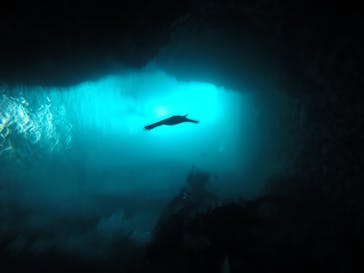 武藤潜水に投稿された画像（2017/9/24）