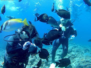 武藤潜水に投稿された画像（2017/8/13）