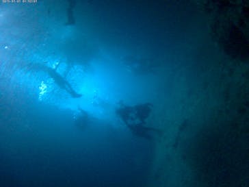 武藤潜水に投稿された画像（2017/8/10）