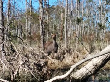 B&B かむほーむに投稿された画像（2016/10/11）