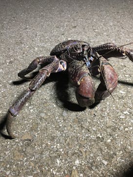 フィールドネイチャー石垣島に投稿された画像（2017/9/25）