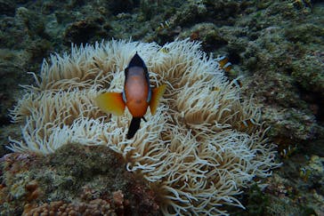 屋久島自然案内に投稿された画像（2017/8/10）