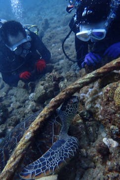 屋久島自然案内に投稿された画像（2017/9/10）