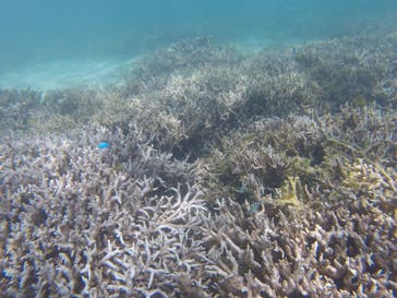 ウッパママリンに投稿された画像（2017/8/18）