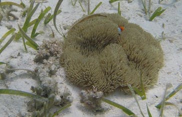 備瀬カヤックfukuに投稿された画像（2017/6/7）