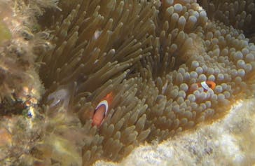 備瀬カヤックfukuに投稿された画像（2017/6/7）