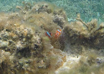 備瀬カヤックfukuに投稿された画像（2017/6/7）