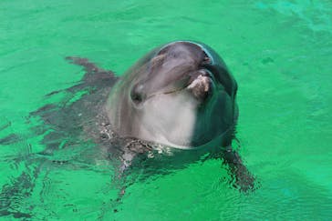 室戸ドルフィンセンターに投稿された画像（2017/2/13）