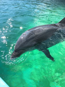 室戸ドルフィンセンターに投稿された画像（2017/1/22）
