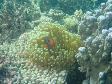 マーヴェラスプレジャー石垣に投稿された画像（2017/7/10）