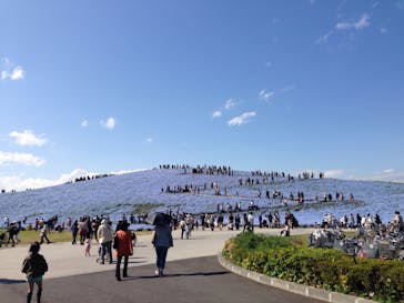 国営ひたち海浜公園に投稿された画像（2015/3/25）