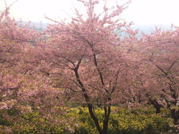 松田山ハーブガーデンパノラマＢＢＱに投稿された画像（2015/3/22）