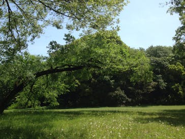 明治神宮外苑に投稿された画像（2015/4/18）