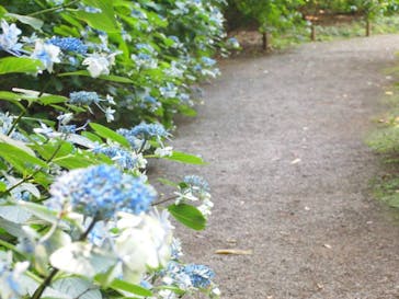 六義園に投稿された画像（2015/5/2）