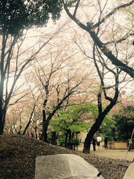 北区飛鳥山博物館に投稿された画像（2015/4/6）