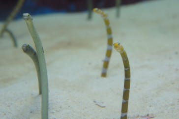 沖縄美ら海水族館に投稿された画像（2015/3/25）