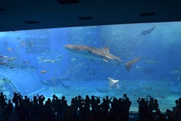 沖縄美ら海水族館に投稿された画像（2015/3/20）
