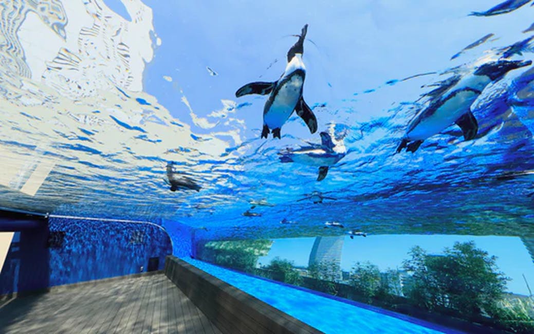 サンシャイン水族館×アオのハコ aquarium story 特典付き日付