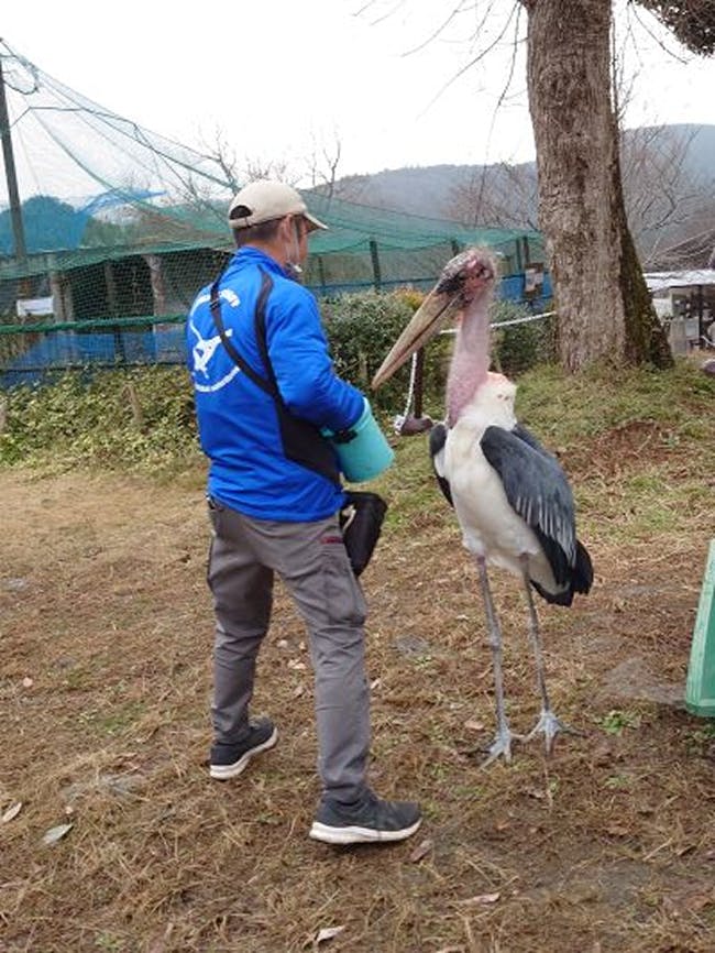 【土日祝限定】アフリカハゲコウに大接近