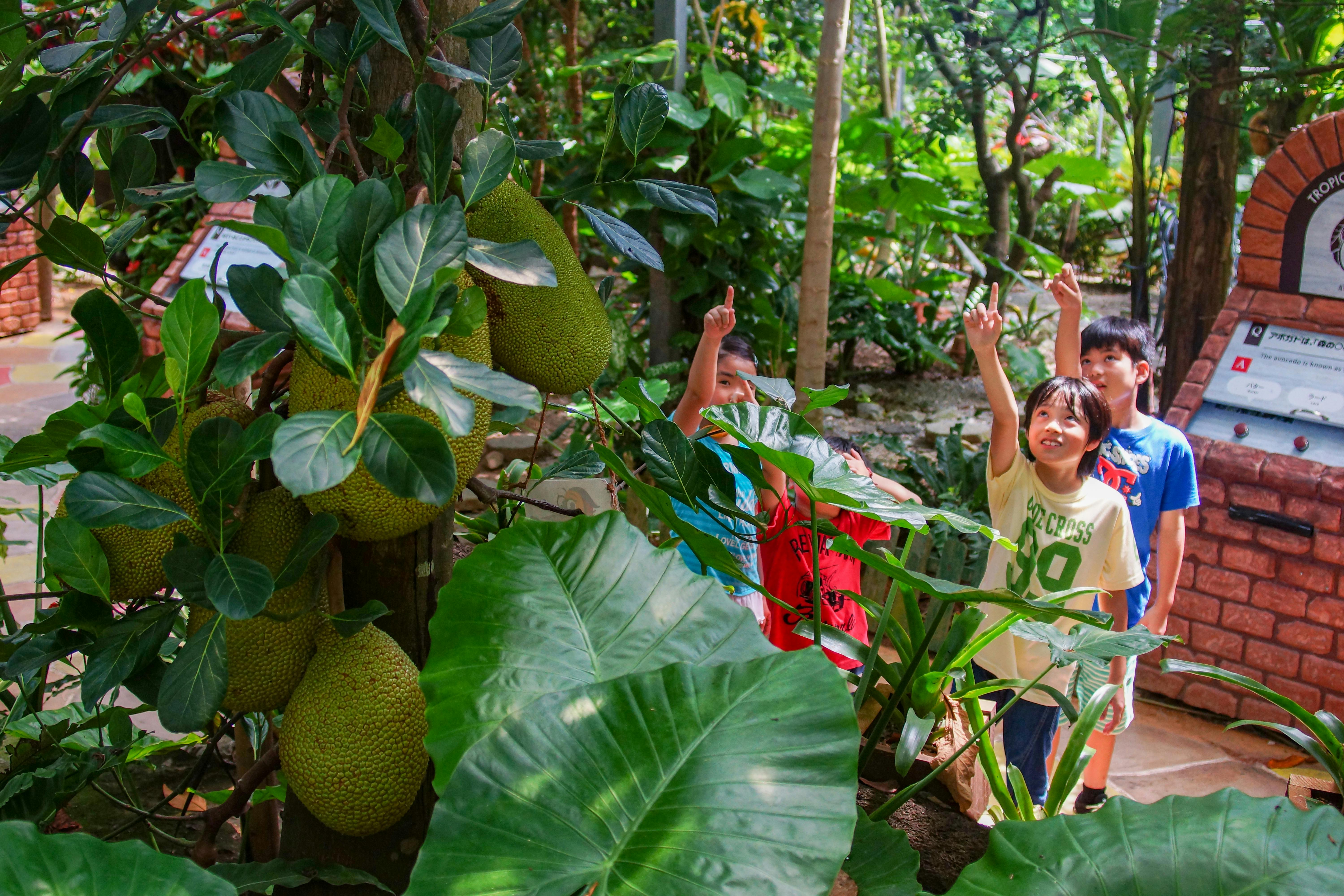 フルーツランド テーマパーク | 沖縄フルーツランド |トロピカル王国物語|日本|Okinawa