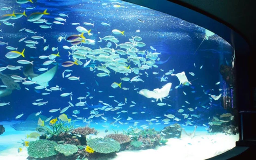 新品未開封】アオのハコ ケープくん サンシャイン水族館 - メルカリ