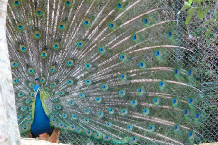 ネオパークオキナワ 割引チケット クーポンならアソビュー