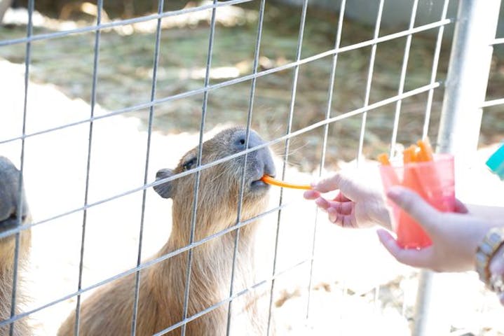 10 割引 ネオパークオキナワ 割引チケット クーポンならアソビュー