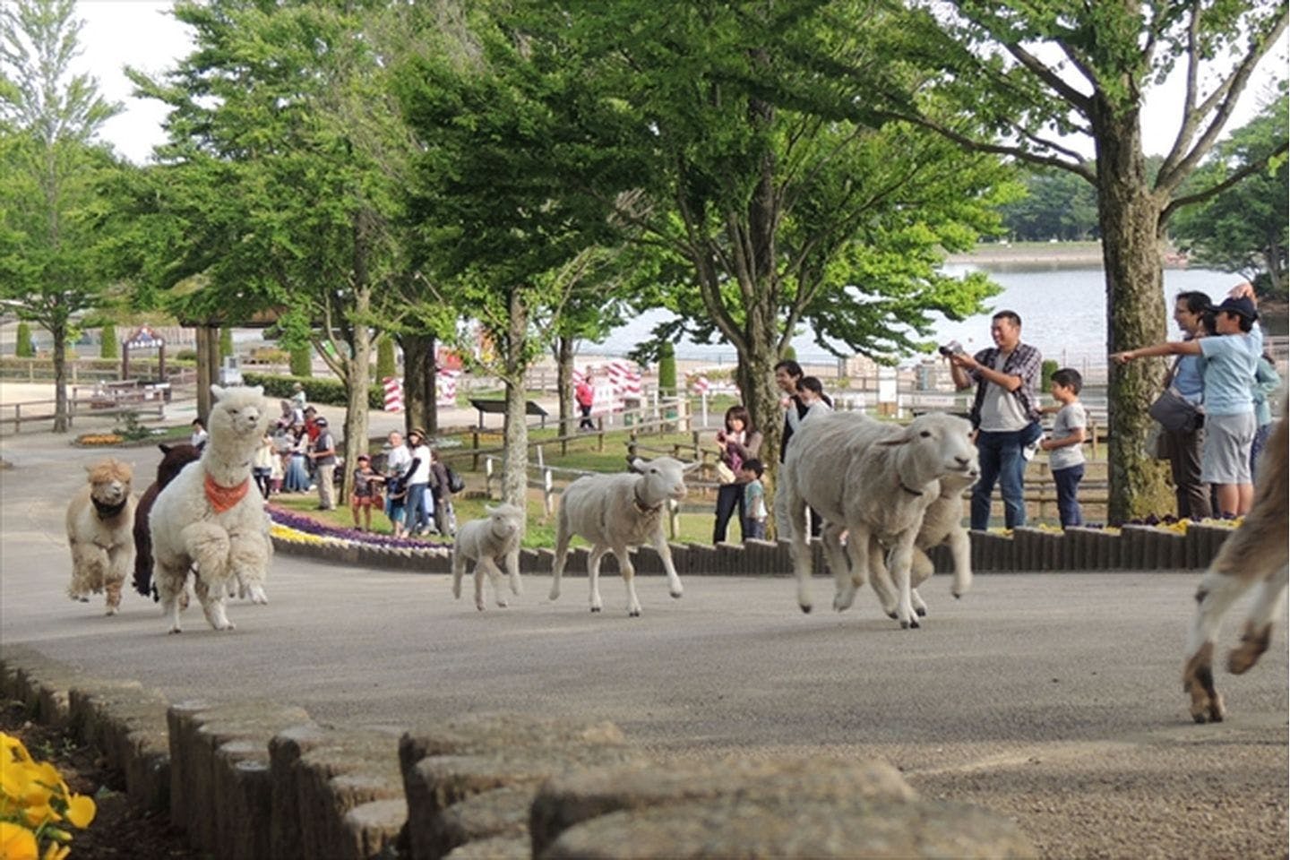 最大400円割引】那須高原りんどう湖ファミリー牧場 エンジョイパスセット (入園+乗り放題パス付)｜アソビュー！