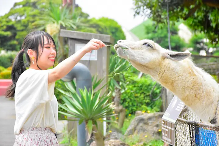 13 割引 伊豆シャボテン動物公園 割引チケット クーポンならアソビュー