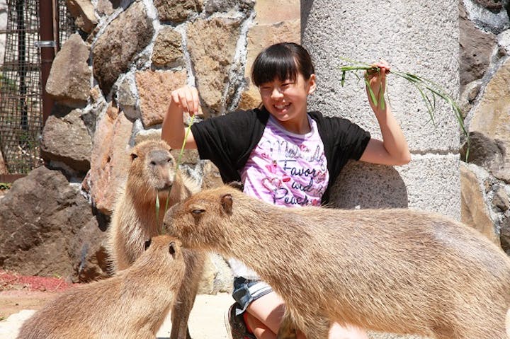 最大300円割引 伊豆 シャボテン動物公園 入園クーポン アソビュー