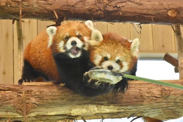 最大200円割引】伊豆シャボテン動物公園 WEBチケット｜アソビュー！